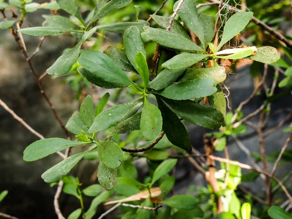 Den perfekta skönheten i naturen Med mörkgrön och ljusgrön lea — Stockfoto