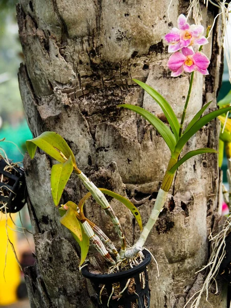 Naturens skönhet, orkidéer på träd — Stockfoto