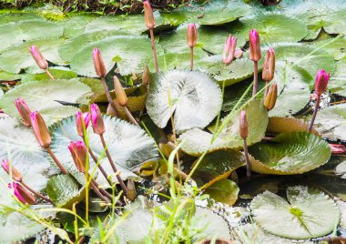Doğal güzellik Olgun nilüfer çiçeği