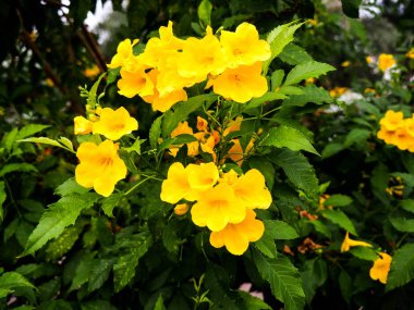 Doğal güzellik Soluk sarı çiçekler eşsizdir.