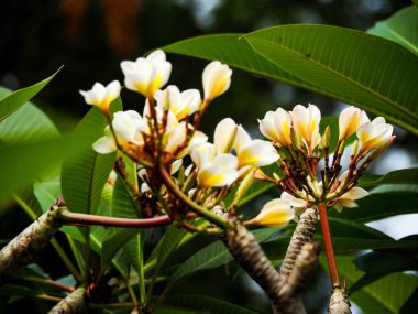 Doğa her zaman güzel şeyler yaratır. Bu çiçek gibi.