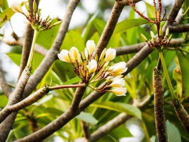 Doğa her zaman güzel şeyler yaratır. Bu çiçek gibi.