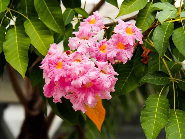 Denna blomma är en representant för naturen. — Stockfoto