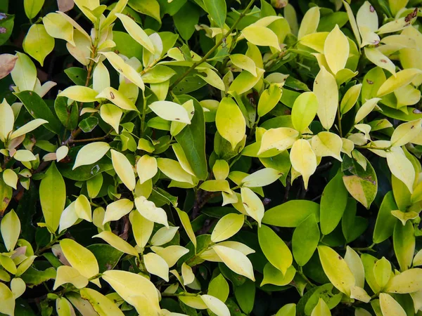 Naturlig skönhet Gröna buskväggar — Stockfoto