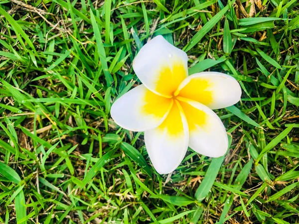 Belleza natural Hibiscus flores que mueren en el suelo —  Fotos de Stock