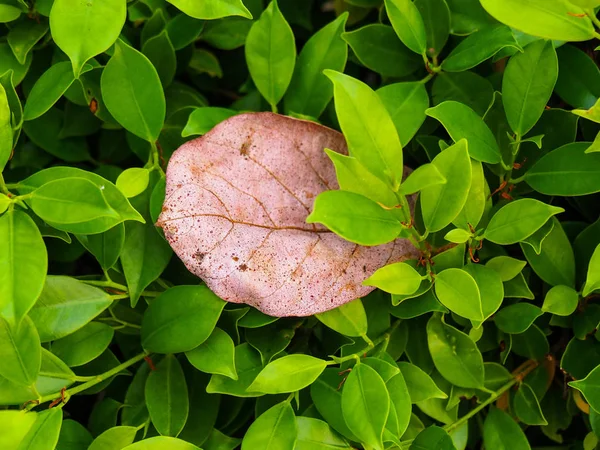 Naturskönhet Hemligheter gömda i buskarna Det är något jag — Stockfoto