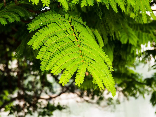 Naturlig skönhet Bladen i det stora trädet ger skugga och brigg — Stockfoto