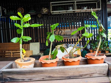 Ornamental plants With bark pots