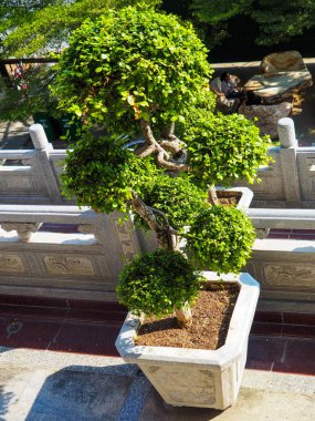 Bonsai tree at Dragon Temple