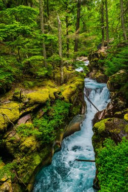 4777 _ Buzul Ulusal Parkı 'ndaki Avalanche Deresi boyunca uzanan doğanın cömert renkleri