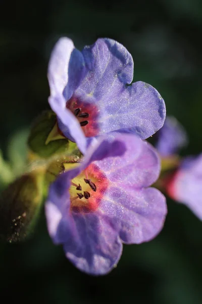Närbild Bild Den Vackra Lavendel Blommor Pulmonaria Officinalis Våren Upplyst — Stockfoto