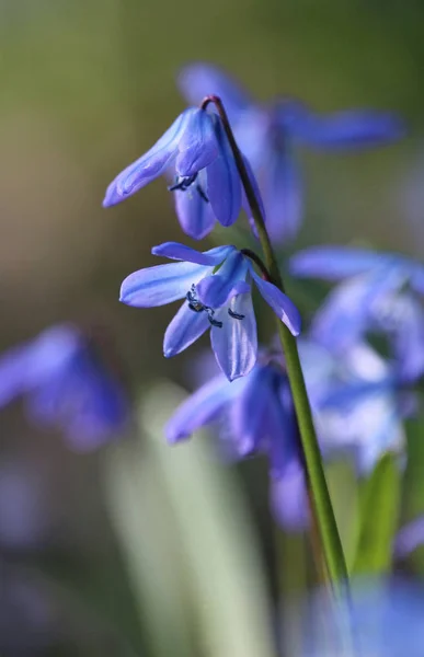 Beautiful Blue Flowers Scilla Siberica Wood Squill Blooming Spring Natural Stock Photo