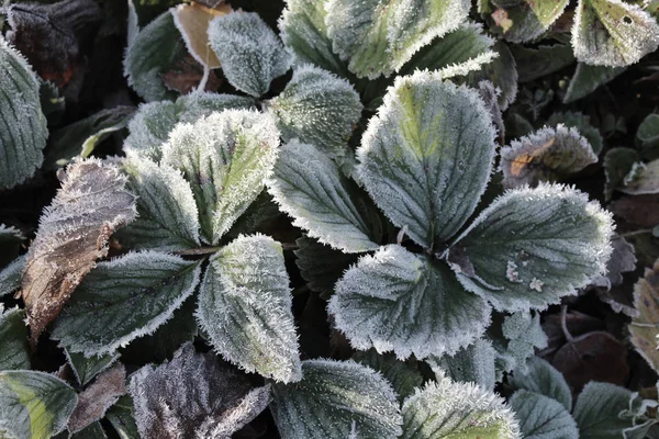 Folhagem Gelada Planta Morango Uma Manhã Fria Inverno Inverno Gelado — Fotografia de Stock