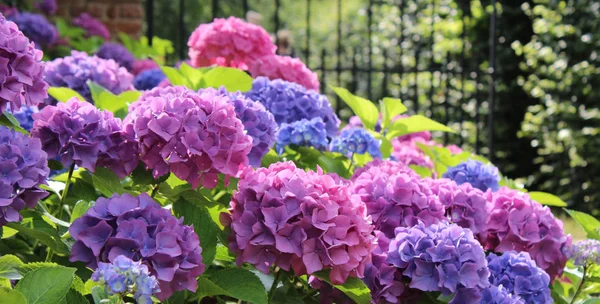 Beautiful blue and pink Hydrangea macrophylla flower heads backlit in the evening sunlight. Wide angle.