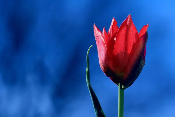 Tulipano Rosso Brillante Primo Piano Uno Sfondo Blu Classico Contrasto — Foto Stock