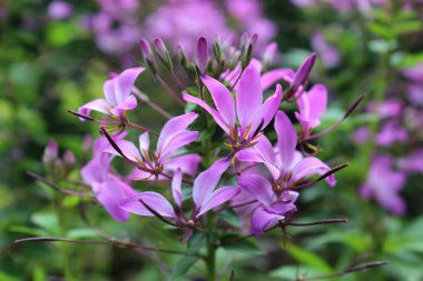 Cleome Hassleriana 'nın güzel pembe çiçekleri, genellikle örümcek çiçeği olarak bilinir..