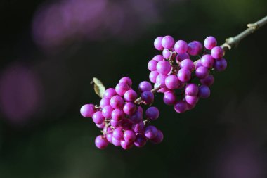 The beautiful and unusual purple berries of Callicarpa bodinieri also known as Beauty bush. In close up growing outdoors against a dark background. clipart
