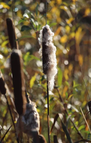 Planta Comum Bulrush Typha Latifolia Crescendo Livre Ambiente Natural Borrado — Fotografia de Stock