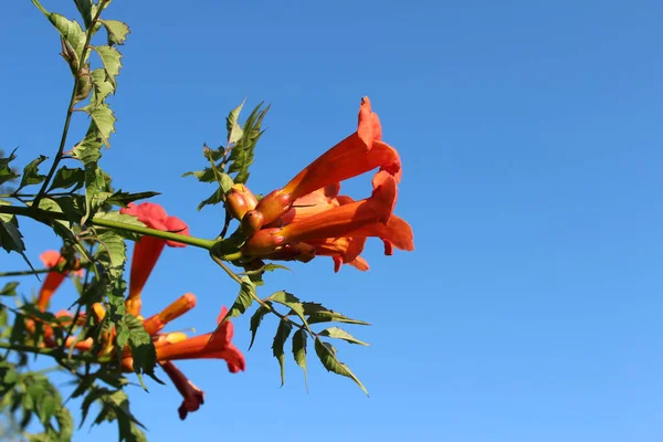 Екзотичні Яскраво Помаранчеві Квіти Campsis Radicans Також Відомі Трубна Лоза — стокове фото