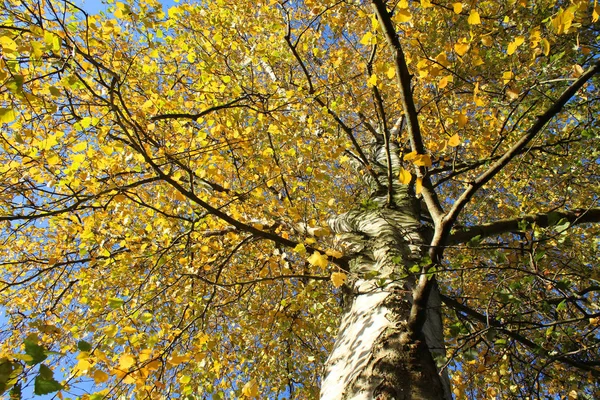 Lebhaftes Betula-Pendel, gelbes Herbstlaub Stockbild