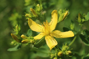 Hypericum perforatum 'un sarı çiçeklerinin yakın plan görüntüsü, aynı zamanda St. John' s Wort olarak da bilinir. Açık havada, doğal ortamda..