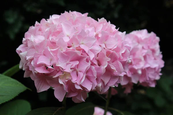 Beautiful Pale Pink Hydrangea Macrophylla Flower Head Outdoors Natural Dark — 스톡 사진