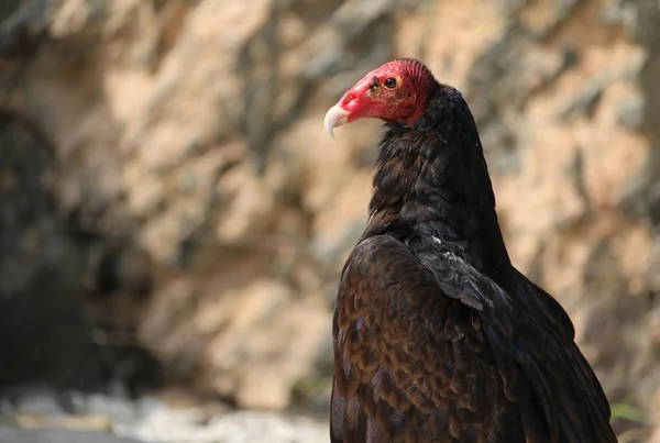 Close up image of a Turkey vulture, Cathartes aura, perched in profile. Against a blurred natural background, with copy space. Also known as turkey buzzard or carrion crow.