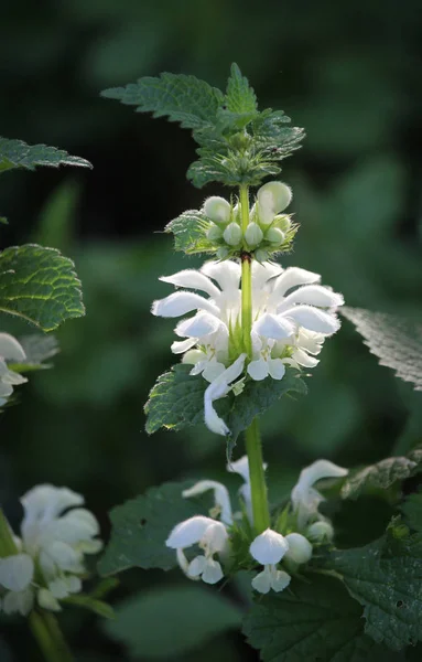 Belas Flores Primavera Álbum Lamium Também Chamado Urtiga Branca Urtiga — Fotografia de Stock