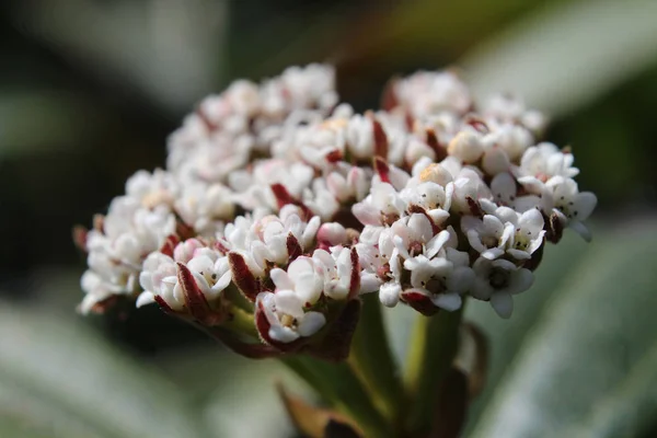 Lindas Flores Brancas Minúsculas Viburnum Davidii Extremo Close Uma Planta — Fotografia de Stock