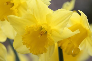 Narcissus 'Kral Alfred' Daffodil 'den oluşan güzel bir grup, yakından çekilip baharda açık havada yetişiyor. Seçici odak.