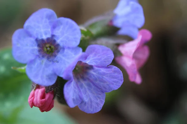 Azul brilhante Lungwort Flores Fechar — Fotografia de Stock