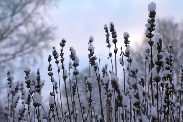 Neve Cobriu Cabeças Flor Fábrica Lavanda Durante Uma Alvorada Inverno — Fotografia de Stock
