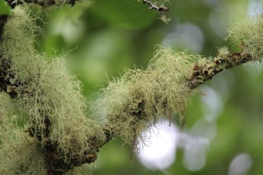 Yaşlı adamın sakallı görüntüsü Usnea filipendula, açık havada bir ağaçta yetişiyor..