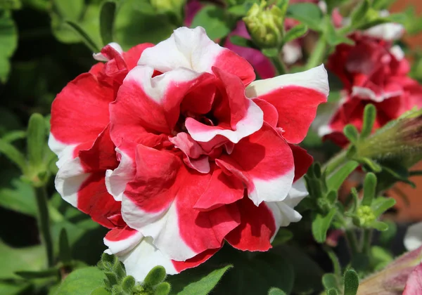 Vackert Livfullt Färgad Röd Och Vit Randig Dubbel Petunia Blomma — Stockfoto