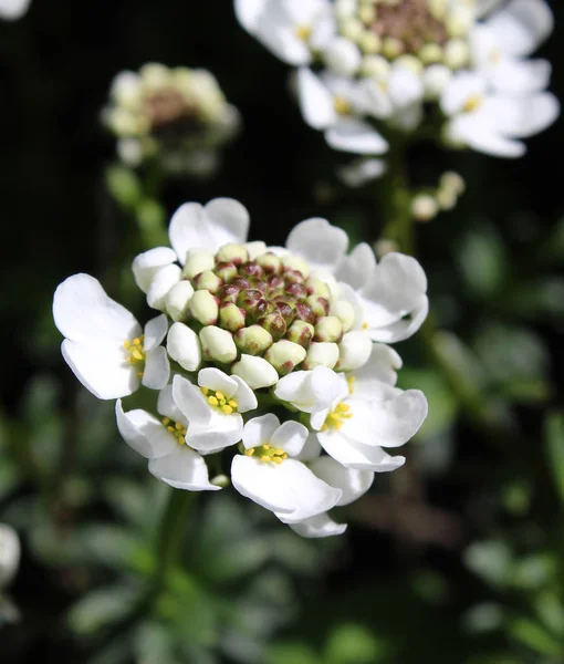 Lindas Flores Brancas Iberis Sempervirens Também Conhecidas Como Evergreen Candytuft — Fotografia de Stock