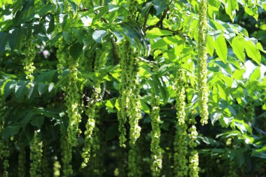Pterocarya fraxinifolia 'nın güzel ve zarif yeşil yaprakları ve çiçekleri aynı zamanda Kafkas Kanadı olarak da bilinir..