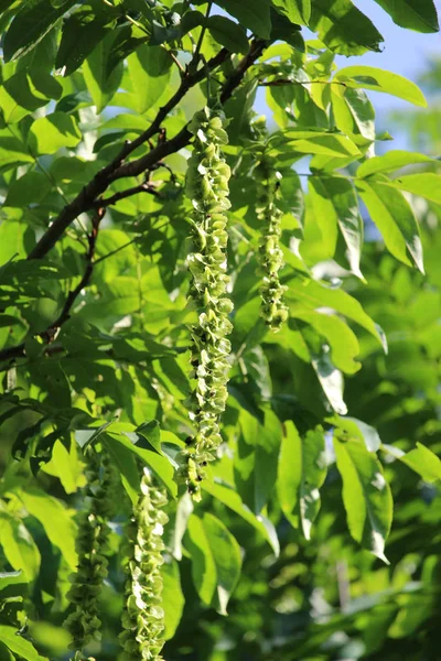Pterocarya fraxinifolia 'nın güzel ve zarif yeşil yaprakları ve çiçekleri aynı zamanda Kafkas Kanadı olarak da bilinir..