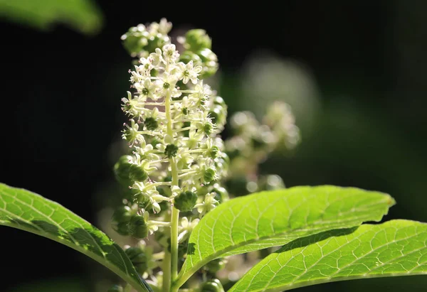 Belas Flores Brancas Planta Phytolacca Também Conhecido Como Pokeweed — Fotografia de Stock