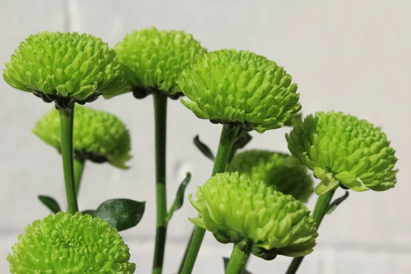 Grupo Flores Crisântemo Verde Iluminado Pelo Sol Crescendo Livre Contra — Fotografia de Stock