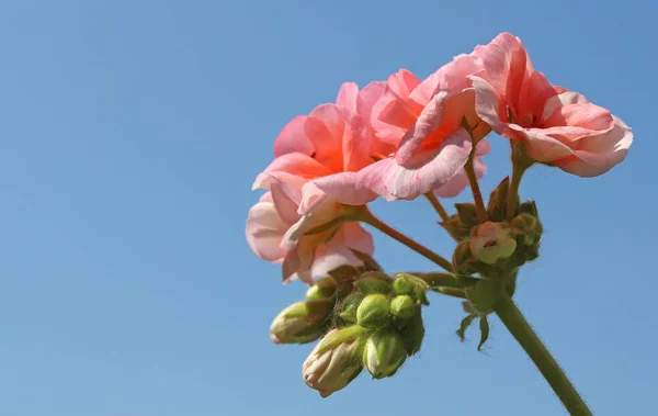 Красивый Бледно Розовый Цветок Пеларгония Герания Фоне Ясного Голубого Неба — стоковое фото