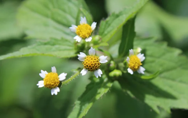 Minúsculas Flores Brancas Galinsoga Parviflora Também Conhecidas Como Soldados Galantes — Fotografia de Stock