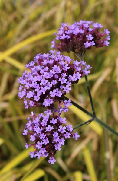 Lovely Bright Purple Flowers Verbena Bonariensis Also Known Purpletop Vervain — 스톡 사진