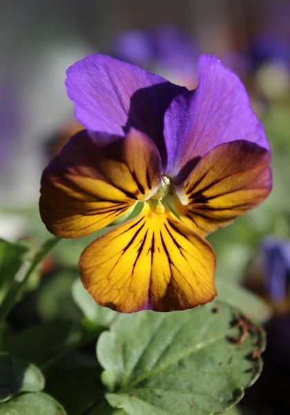 Bela Flor Amarela Roxa Planta Viola Ornamental Fechar Livre — Fotografia de Stock