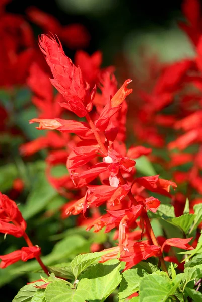 Vackra Klarröda Brakterna Salvia Splendens Även Känd Som Scharlakansrött Salvia — Stockfoto