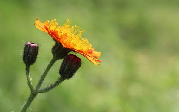 Bellissimi Fiori Arancio Pilosella Aurantiaca Hieracium Aurantiacum Noti Anche Come — Foto Stock