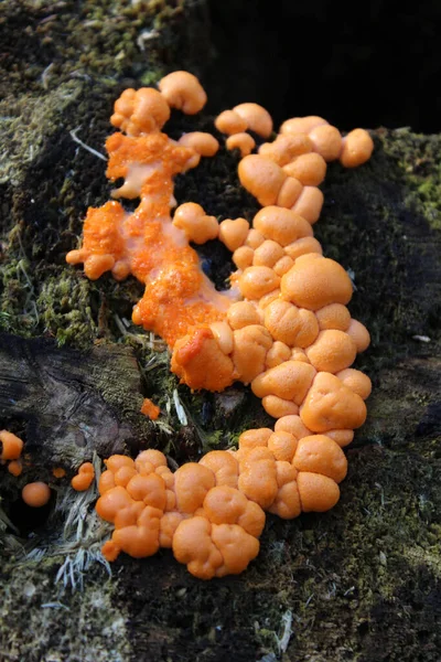 Ярко Оранжевое Фруктовое Тело Dacrymyces Stillatus Известное Обычный Желейный Грибок — стоковое фото