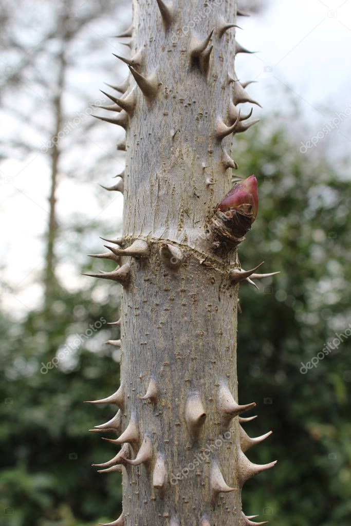 The very spiky stem of the Kalopanax pictus, also known as Castor Aralia.