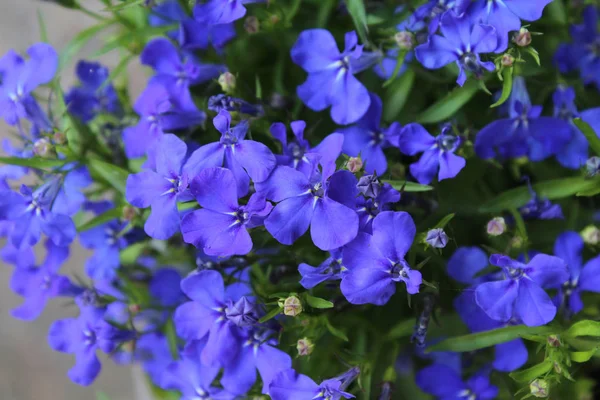 Prachtige Saffierblauwe Bloemen Van Lobelia Erinus Een Populaire Zomerbedplant — Stockfoto