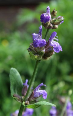 Salvia officinalis bitkisinin gelişmekte olan çiçek tomurcukları, aynı zamanda bahçe adaçayı olarak da bilinir, ya da doğal ortamda yetişen yaygın adaçayı..