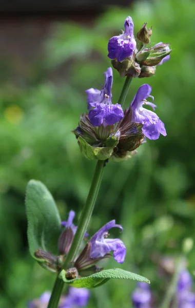 Αναδυόμενα Μπουμπούκια Λουλουδιών Του Βοτάνου Salvia Officinalis Επίσης Γνωστή Φασκόμηλο — Φωτογραφία Αρχείου
